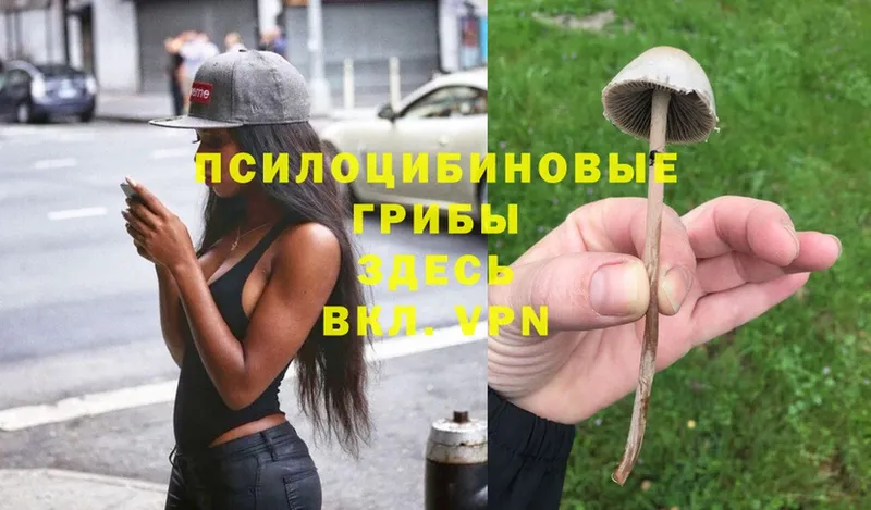 Галлюциногенные грибы MAGIC MUSHROOMS  магазин продажи   Богданович 